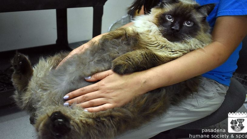 A 29-pound cat was found wandering a busy street in California.