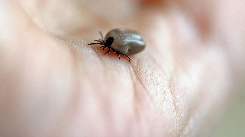 The other hard part is the ticks that carry Lyme disease are nymphs, which are only a fraction of the size of adult ticks. (File photo)