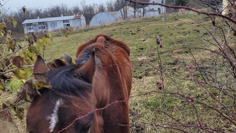 A woman is charged with misdemeanor and felony animal cruelty charges after an emaciated horse and a dead dog were found by Butler County deputy dog wardens on a Hanover Twp. property. BUTLER COUNTY SHERIFF'S OFFICE