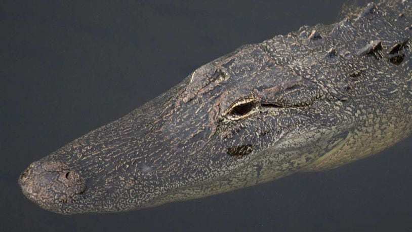 A South Florida hunter was injured Saturday after being bit by an alligator.