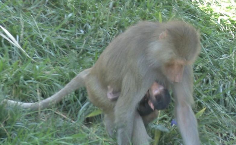 Baby hamadryas baboon at Oakland Zoo