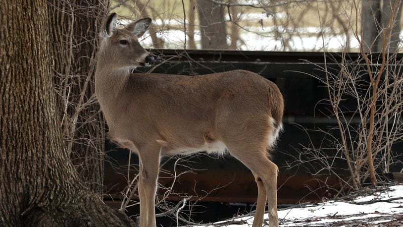 Ohio hunters Monday killed 15,501 white-tail deer on opening day of the gun season, according to the Ohio Department of Natural Resources Division of Wildlife.