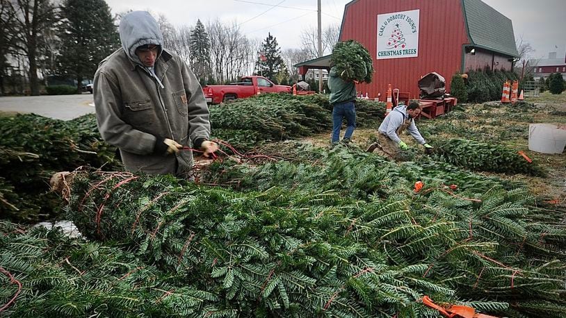 Workers at Carl & Dorothy Young's Christmas Trees near Yellow Springs, prepare trees for sale for the upcoming holiday season. Youngs will require reservations for tree customers this year. MARSHALL GORBY\STAFF