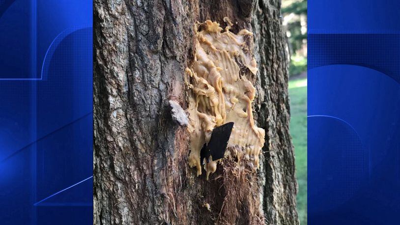 A Massachusetts man was arrested for allegedly placing razor blades coated in peanut butter on trees at a park, police said.
