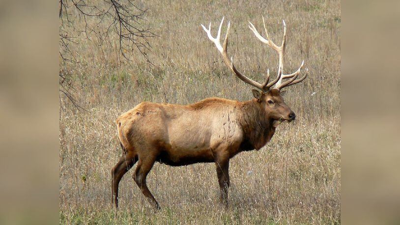 A Rocky Mountain elk, similar to the one that charged visitors Thursday in a park in Colorado, is pictured here. Video of the attack shows people scattering as the enraged bull knocks a woman to the ground and repeatedly rams her with his antlers.