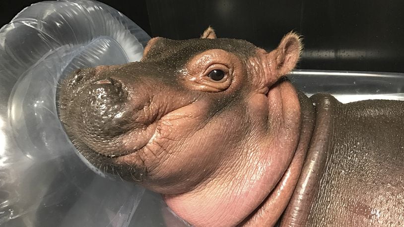 In this March 28, 2017 photo, Fiona a prematurely born hippopotamus, rests in her quarantine enclosure at the Cincinnati Zoo & Botanical Gardens in Cincinnati. (Courtesy Cincinnati Zoo & Botanical Gardens via AP)