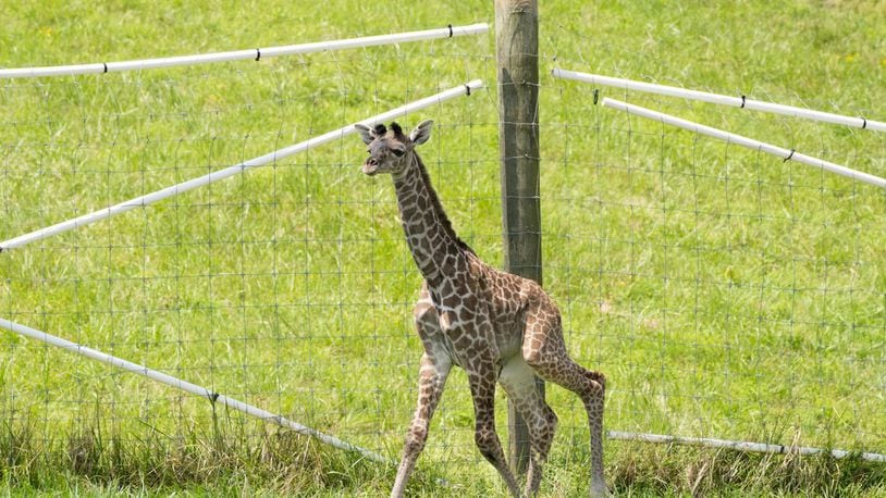 The Columbus Zoo and Aquarium's new baby giraffe calf born on Aug. 17, 2023 in Columbus,

Photo Credit: Columbus Zoo and Aquarium