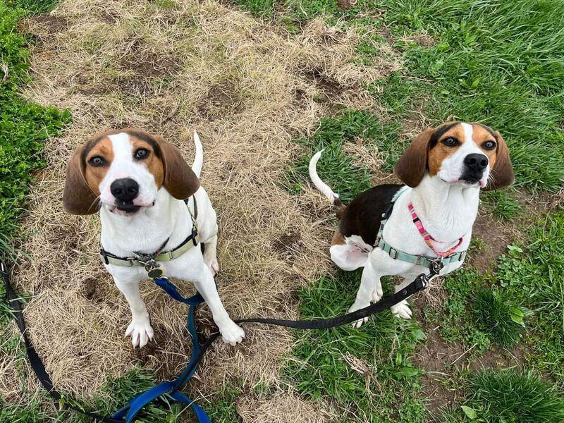 Here are some of the pets for adoption at the Animal Adoption Foundation at 2480 Ross Millville Road in Hamilton.  The non-profit organization is hosting a fundraiser at Municipal Brew Works on May 14, 2022.