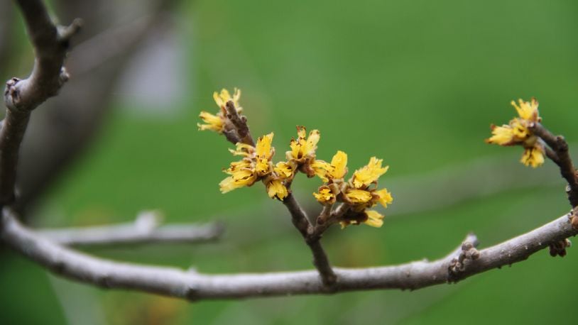 Witchhazel flowers just starting to show color a little early.