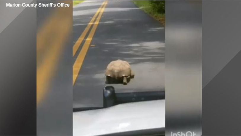 A Marion County deputy gave a unique escort over the weekend when he spotted a creature walking down a road.
