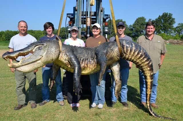 727-pound alligator caught in Missisippi