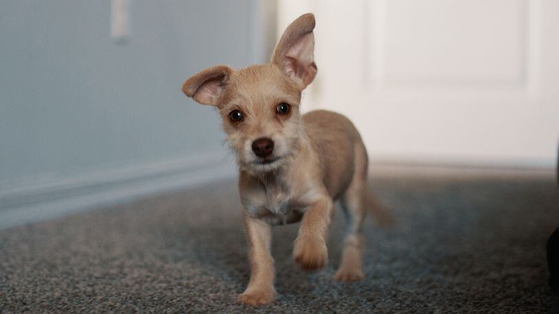 A San Francisco man is facing animal cruelty charges after he allegedly dumped a four 4-month-old Chihuahua mix (not pictured) down a trash chute.