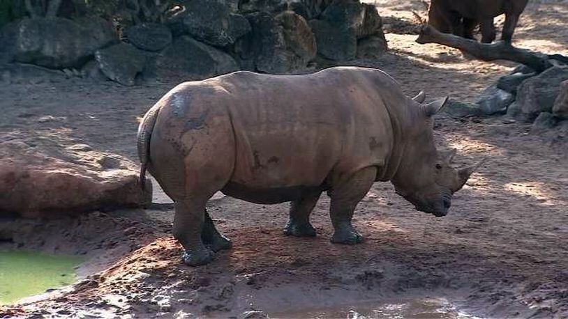 “When the child fell, she apparently startled two of the rhinos and they began to strike their snouts repeatedly against the child. This caused the child to be pushed into the steel posts multiple times,” the FWC said. (WFTV.com)