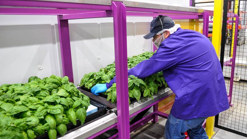 Representatives from the Ohio Department of Agriculture visited the 80 Acres Farms facility on Hamilton Enterprise Park Drive to kick off Ag Week Monday, March 9, 2020 in Hamilton. Pete Stamper unloads basil off a conveyor at the indoor grow facility on the same site as a new 55-foot-high, 70,000-square-foot building is being constructed. Ohio Department of Agriculture staff is touring multiple agriculture locations throughout the state during agriculture week. NICK GRAHAM / STAFF