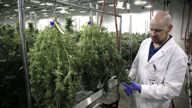 Cresco Labs director of cultivation, Dennis Plamondon, inspects marijuana plants that have been harvested inside the big state licensed medical marijuana facility in Yellow Springs. TY GREENLEES / STAFF