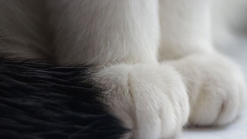 Cat paws (HanxSony/Pixabay)