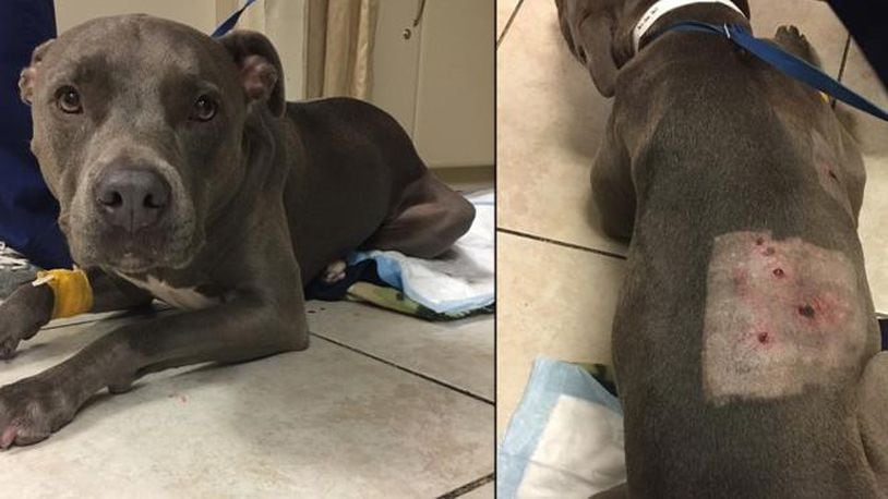 Mary Jane, A 3-year-old American Pit Bull Terrier, is being treated for puncture wounds suffered when she was attacked by three bears in the Big Cypress Indian Reservation. (Photo: Lauderdale Veterinary Specialists)