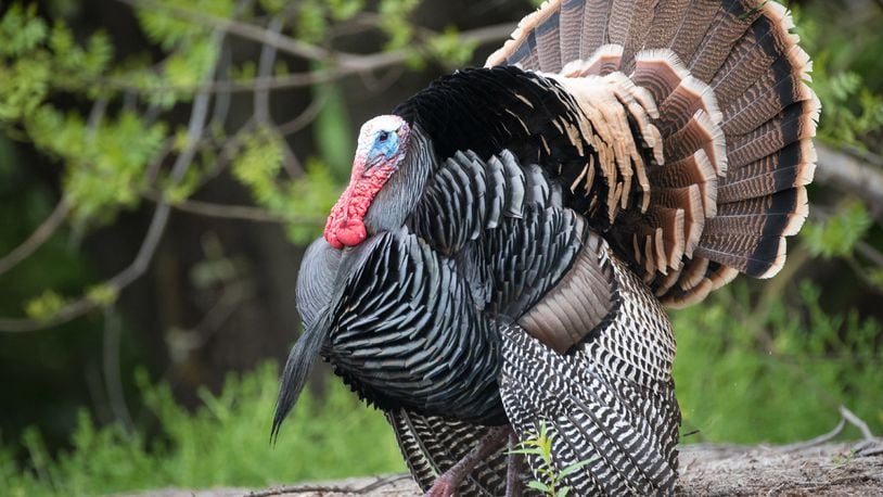 FILE PHOTO: A wild turkey has been named unofficial mayor of  a Wisconsin town.