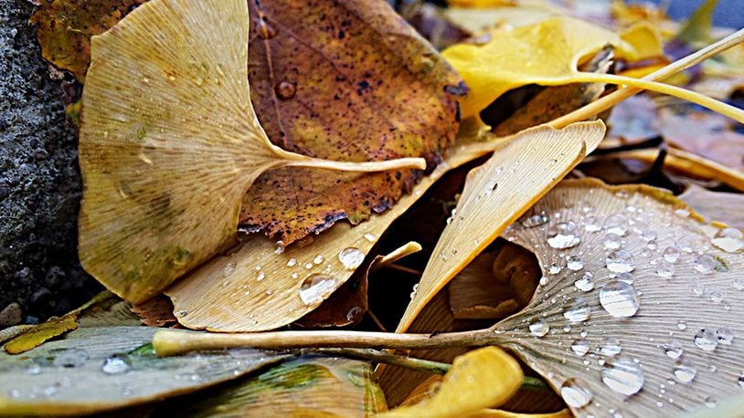 Fall leaves in the rain. MARSHALL GORBY \ STAFF