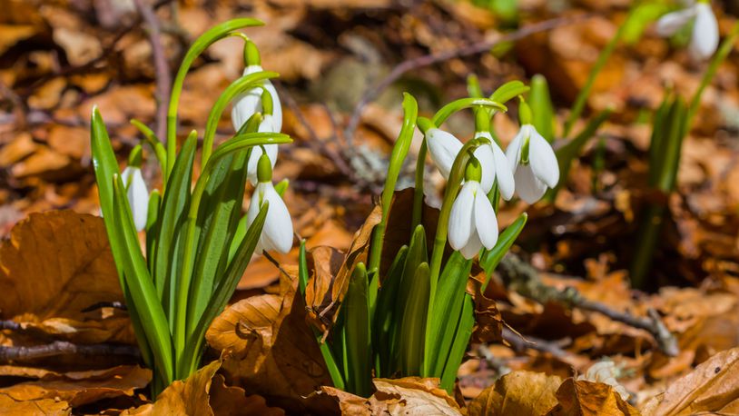 Snowdrops are among the first flowers to bloom and signal the arrival of spring. CONTRIBUTED