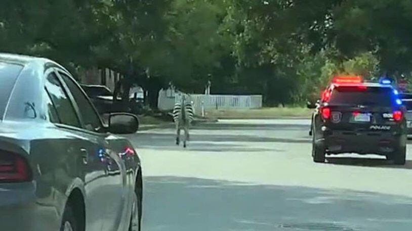 Members of the New Braunfels Police Department pursued a zebra that had gotten loose Wednesday afternoon.