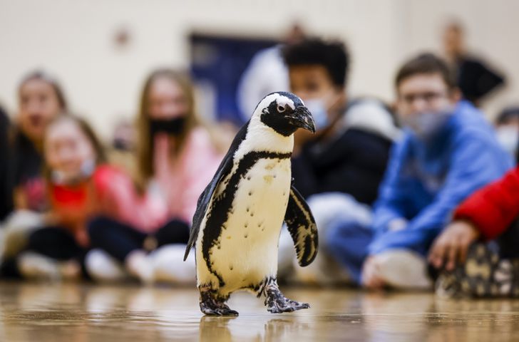 Cincinnati Zoo names penguin chick after former Reds player