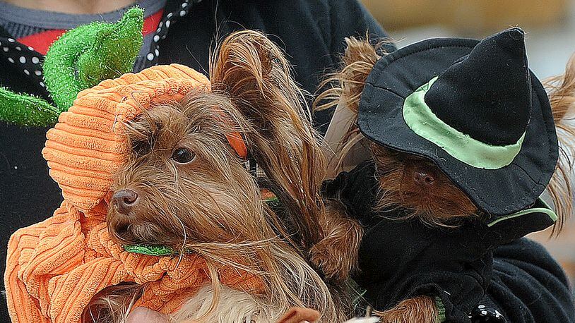 Spring Hills Middletown Assisted Living will welcome pets dressed in costume during its annual Halloween and PawFest celebration on Oct. 25. STAFF FILE PHOTO