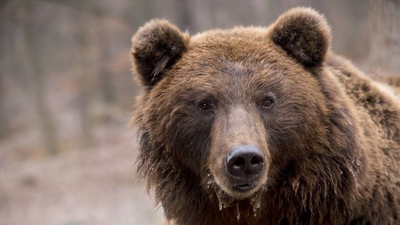 A 16-year-old, 600-pound bear attacked its trainer during a circus act Wednesday in northern Russia.