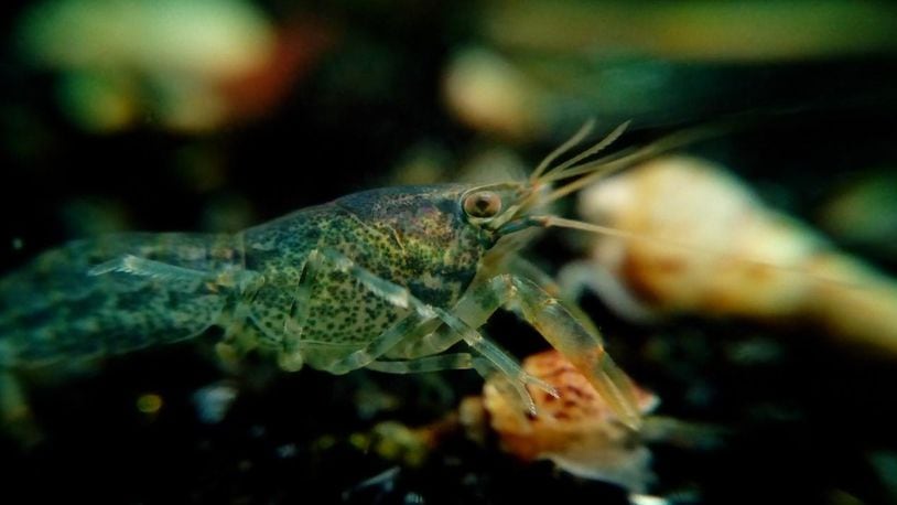 The relatively new self-cloning marbled crayfish, similar to the one pictured here, are quickly multiplying and now number in the billions around the world.
