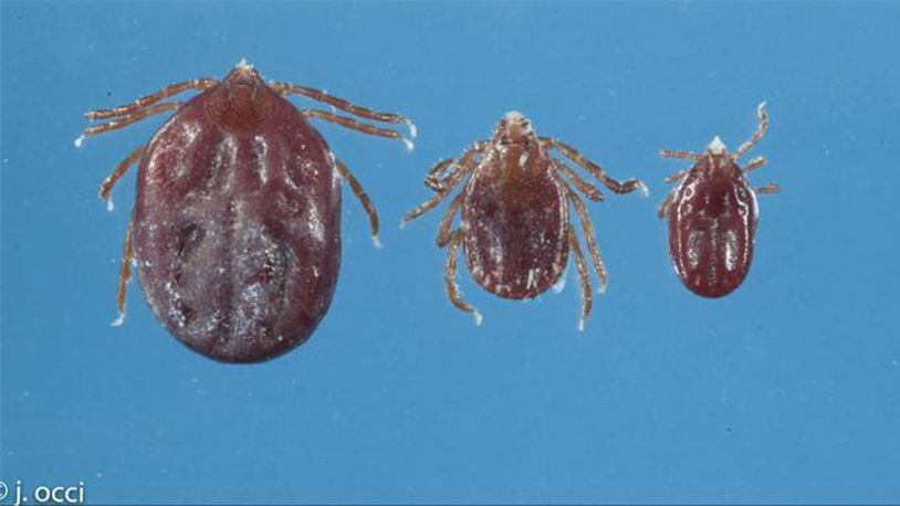 This undated photo provided by Rutgers University shows three Longhorned ticks: from left, a fully engorged female, a partial engorged female, and an engorged nymph. (Jim Occi/Rutgers University via AP)