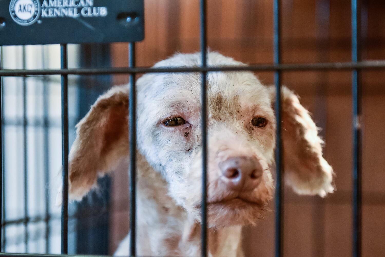 Humane Society of Warren County caring for 111 rescued poodles