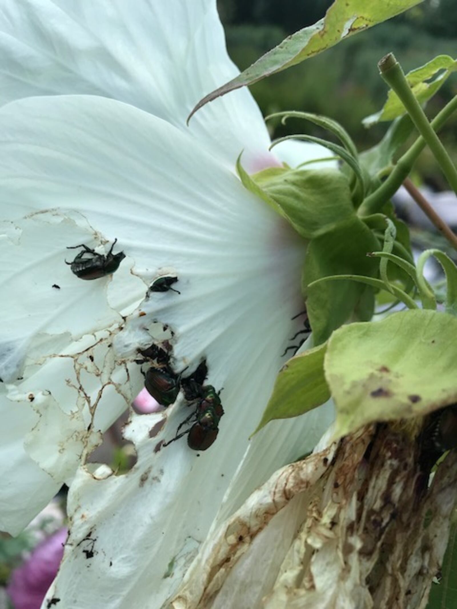Japanese beetles can be a farmer or gardeners worst nightmare. These went after hibiscus at Wegerzyn Garden MetroPark