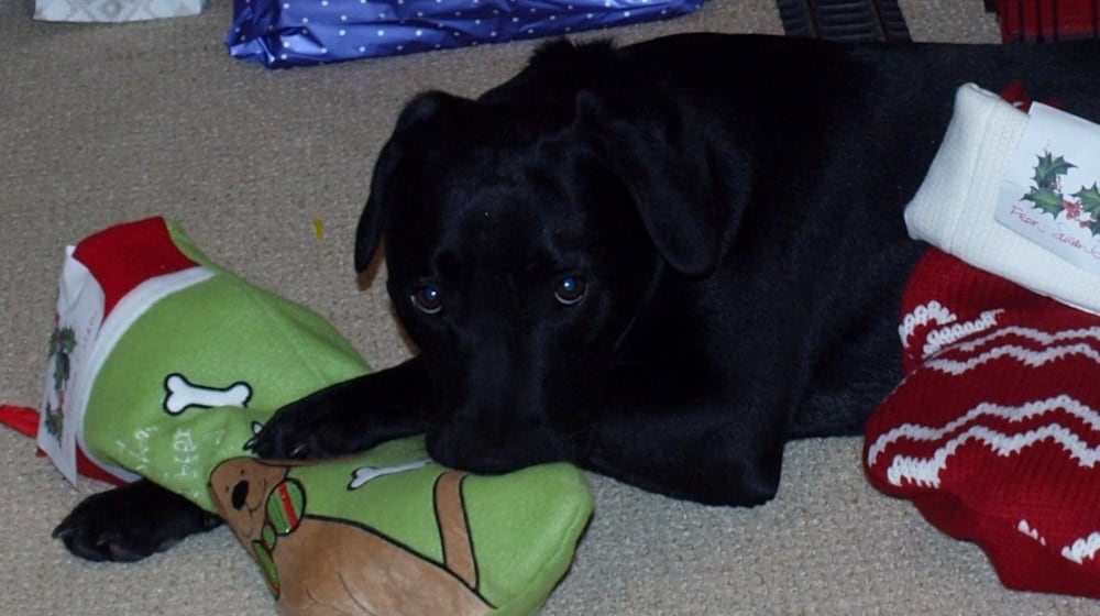 A puppy named Teddy checks out his holiday gifts. CONTRIBUTED