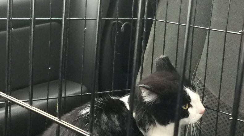 Arrow, a female cat, was shot with an arrow, then caught in a crate and transported to Monroe Family Pet Hospital for surgery. CONTRIBUTED
