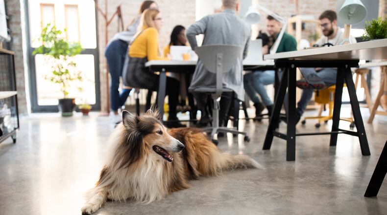 Take Your Dog to Work Day is celebrated on the Friday following Father’s Day every year. ISTOCK PHOTO
