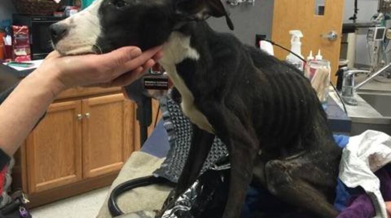 The Lemon Twp. owners of this dog have been charged with animal cruelty. CONTRIBUTED