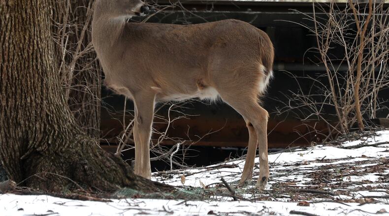 Testing for Chronic Wasting Disease (CWD) in Ohio’s white-tailed deer population will continue during the 2021-22 hunting  season, according to the Ohio Department of Natural Resources (ODNR)  Division of Wildlife.