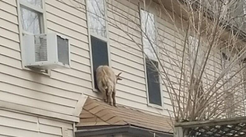 A goat climbed onto a rooftop Jan. 8, 2021, in Miami County.