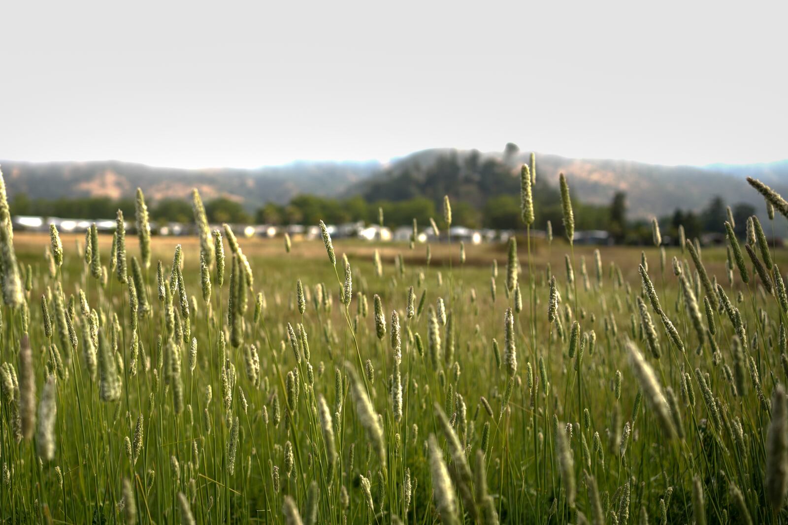 Brush grows in Calistoga, Calif., Tuesday, May 27, 2025. (AP Photo/Annika Hammerschlag)