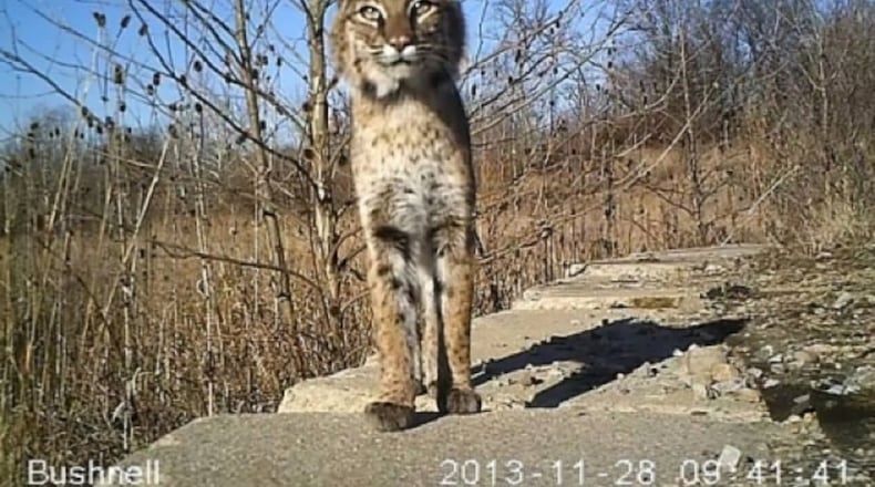 Bobcat photo taken Nov. 28, 2013, by a Fernald Preserve trail camera. (U.S. Department of Energy)