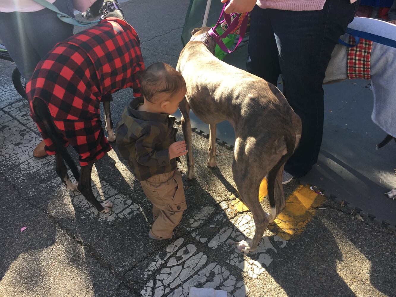 Operation Pumpkin 2019