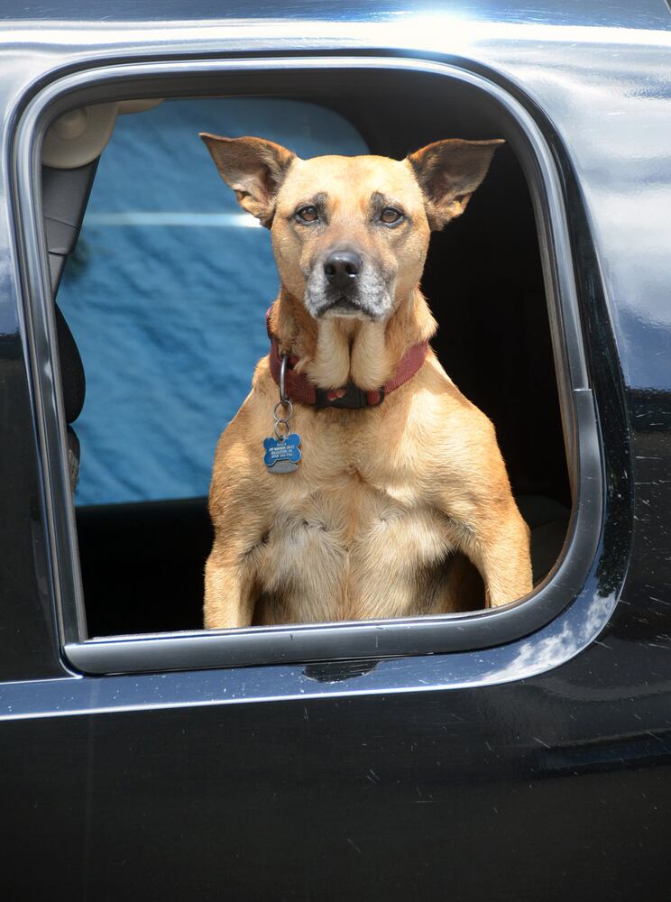 News hounds (8/20/15)