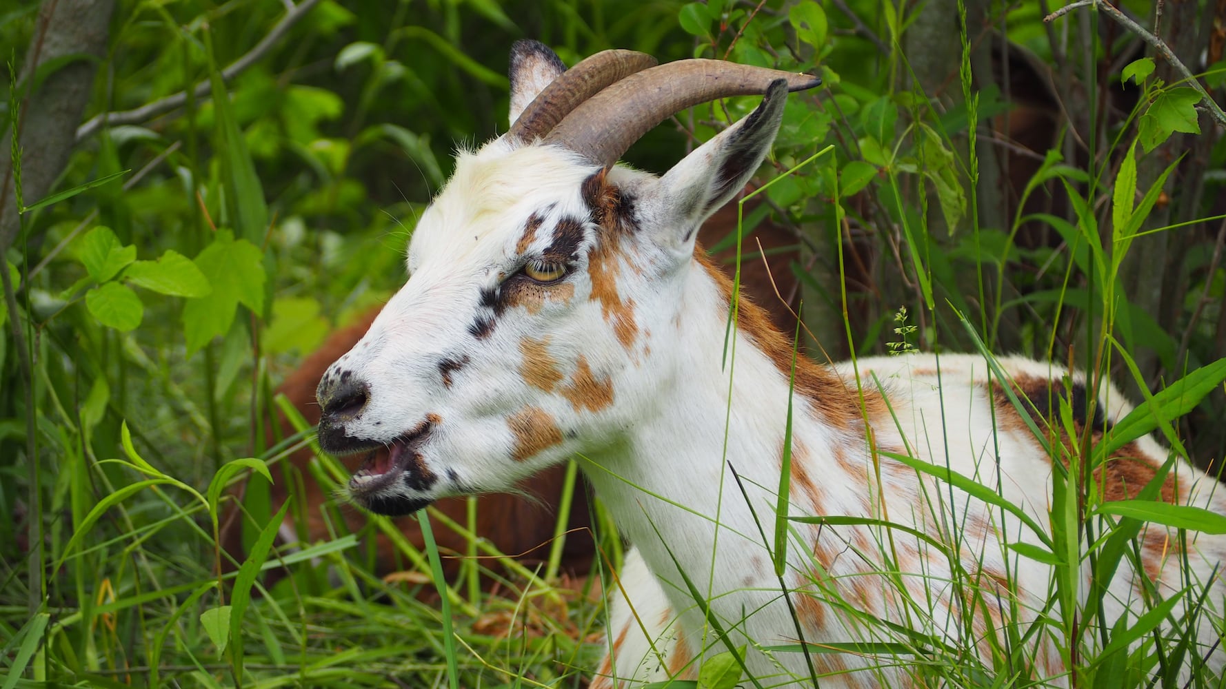 Miami Woods goats