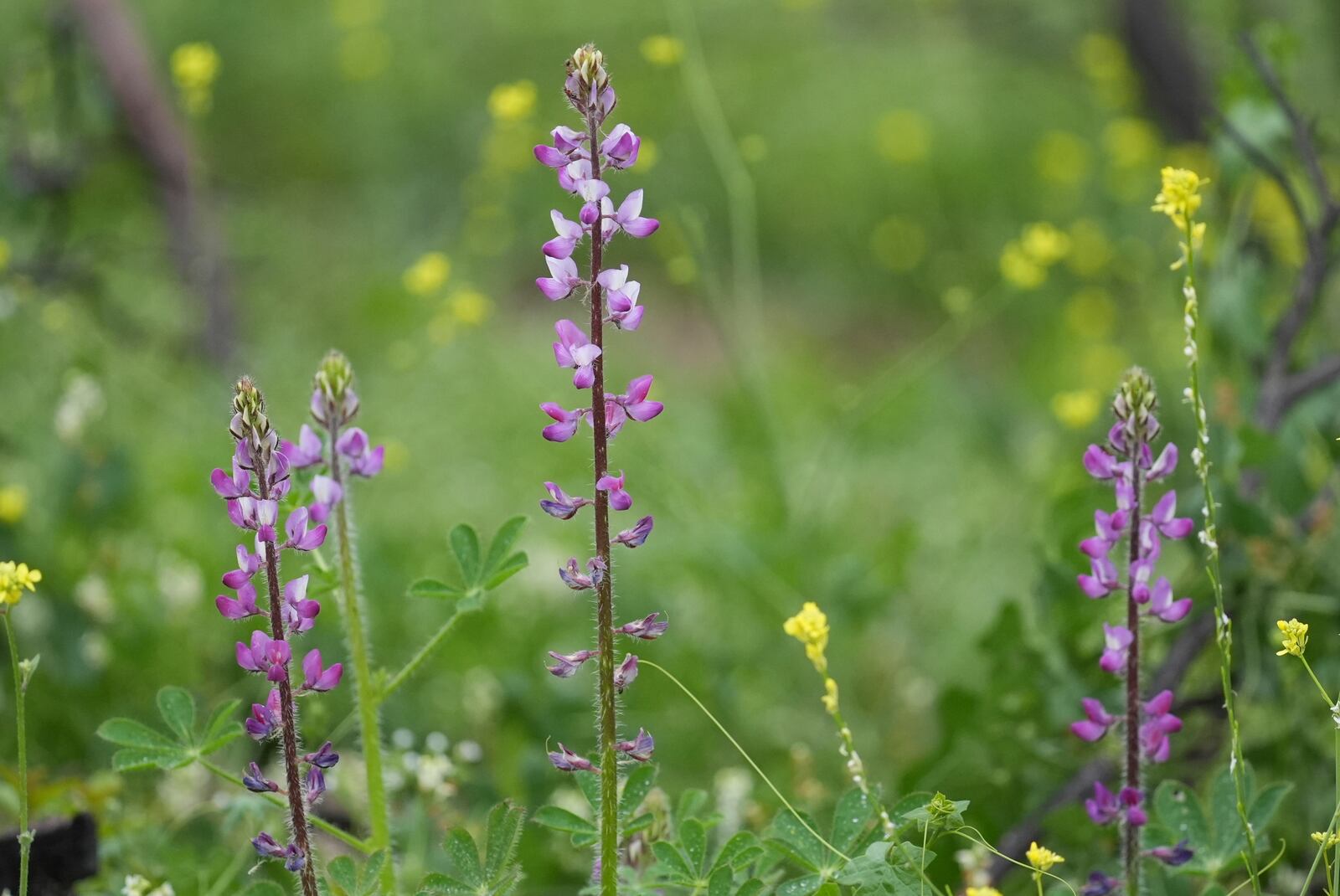 Arroyo Lupine, a native Southern California wildflower, blooms at the Chaney Trail Corridor, an area affected by the Eaton Fire, in Altadena, Calif., on Wednesday, April 23, 2025. (AP Photo/Damian Dovarganes)