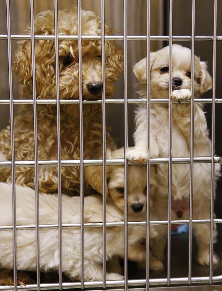 News hounds (9/17/15)