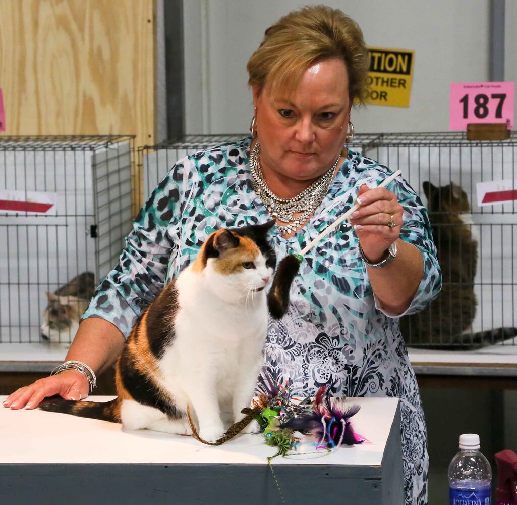 Cat Show at Butler County Fairgrounds