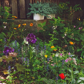 Balance between a healthy landscape for pollinators is something that one can maintain and love. Landscapes that are all native may be great for pollinators and other creatures, but may not work for some people. ISTOCK