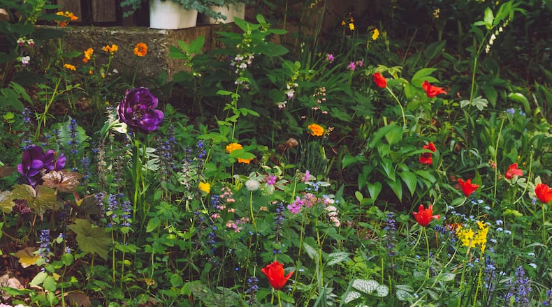 Balance between a healthy landscape for pollinators is something that one can maintain and love. Landscapes that are all native may be great for pollinators and other creatures, but may not work for some people. ISTOCK