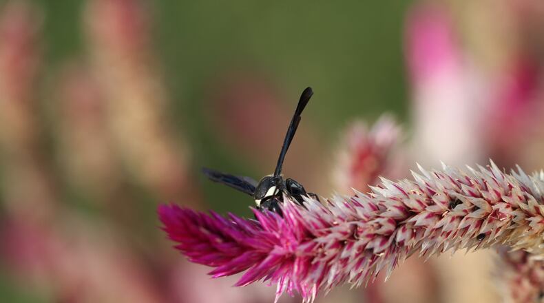 The baldfaced hornet is black and has ivory-white markings on the face along with white markings on the legs, abdomen and thorax. CONTRIBUTED