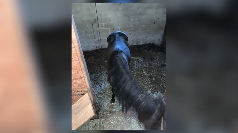 These horses were found to be abandoned in a Madison Twp. barn after Butler County Sheriff’s Dog Wardens were tipped to investigate. CONTRIBUTED/BUTLER COUNTY SHERIFF’S OFFICE